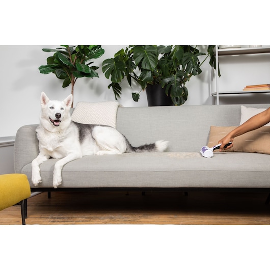 BLACKDECKER HMSCT0001 pet hair remover in use cleaning pet hair from gray sofa near white and gray dog, front angle.
