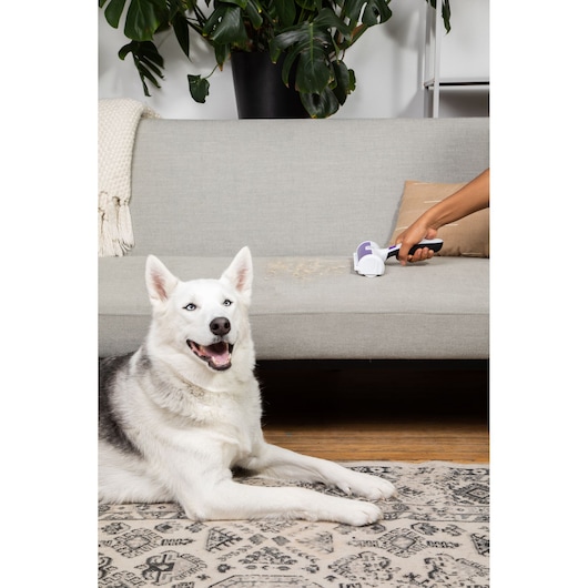 BLACKDECKER HMSCT0001 handheld pet hair remover in use on gray sofa with dog lying on rug in living room.